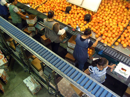 Packing River Royal Citrus